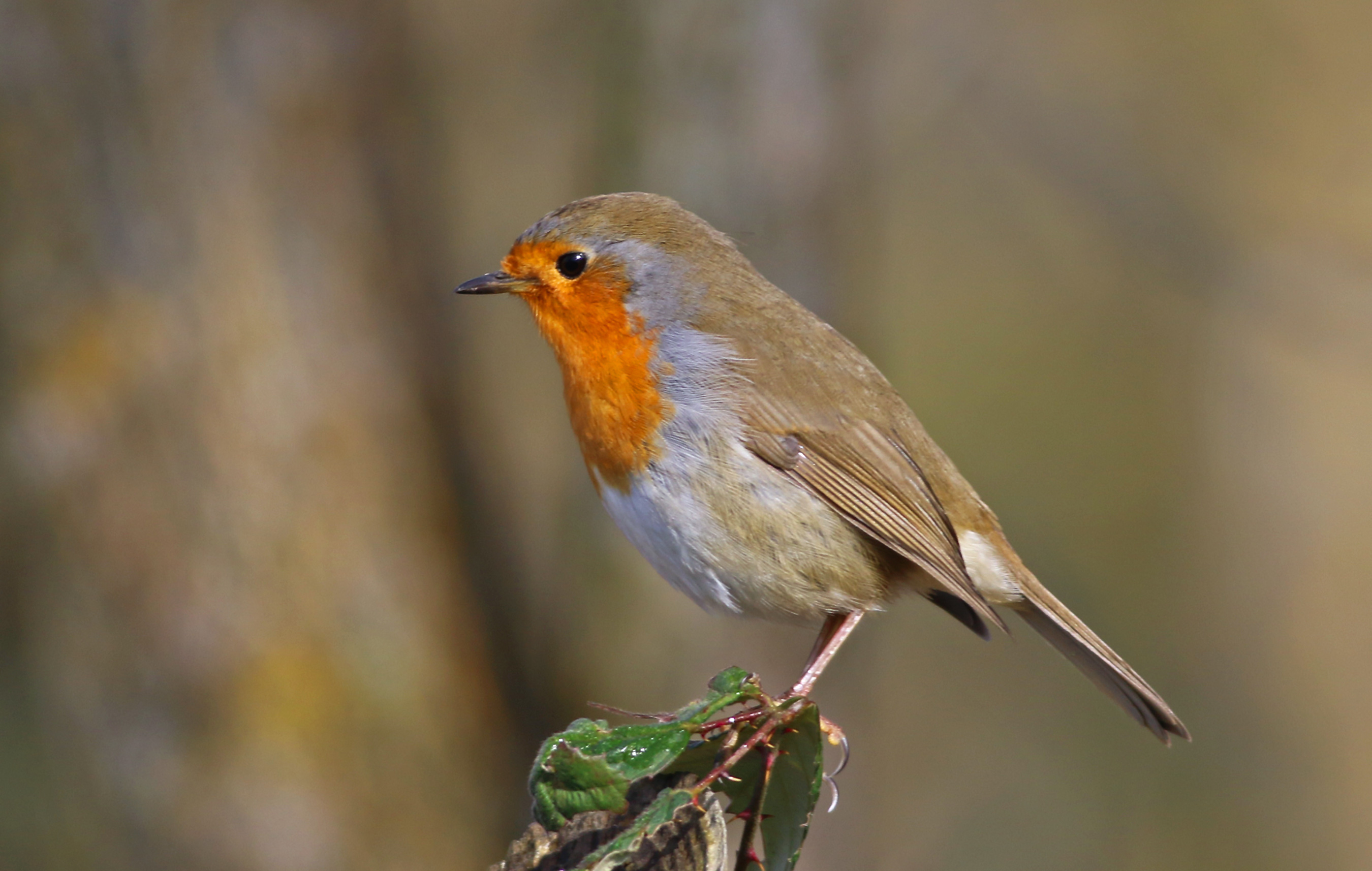 European Robin